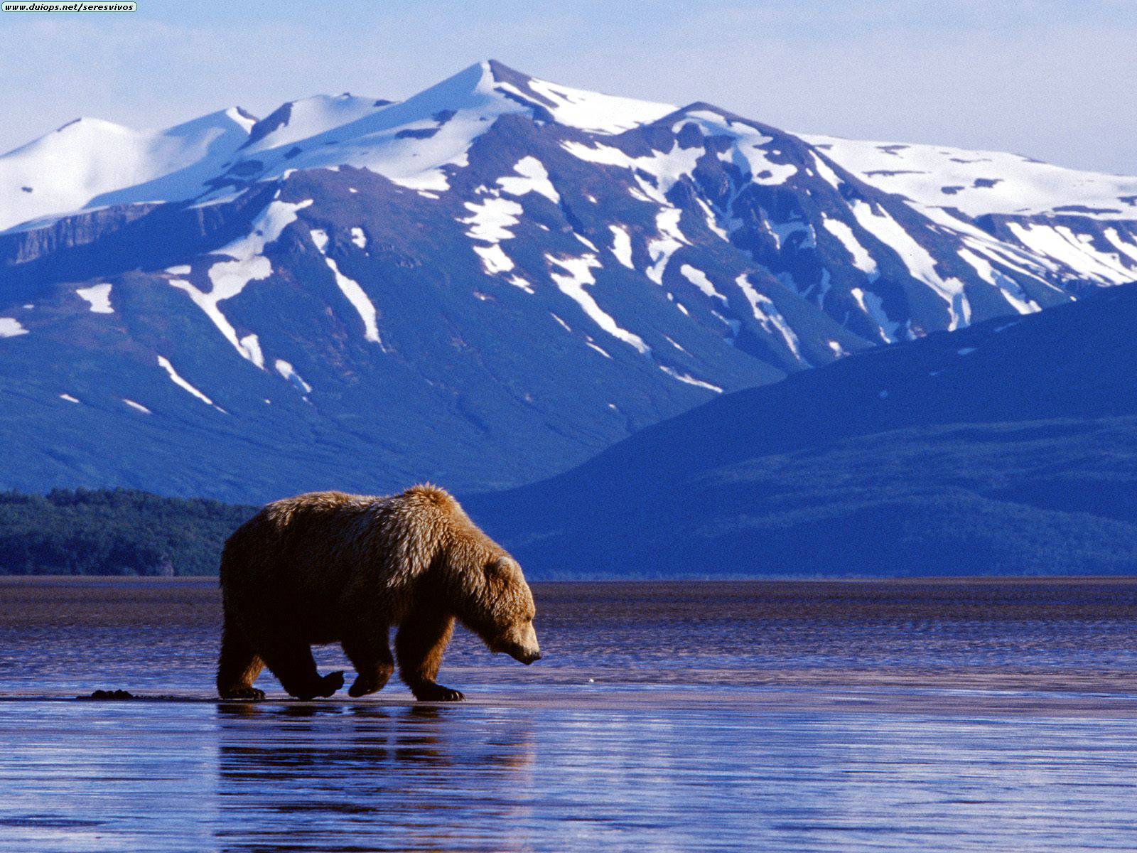 Interesting Facts About Alaska Vagabond Summer