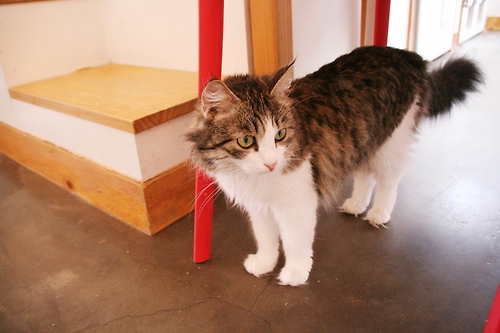 cat cafe aiko