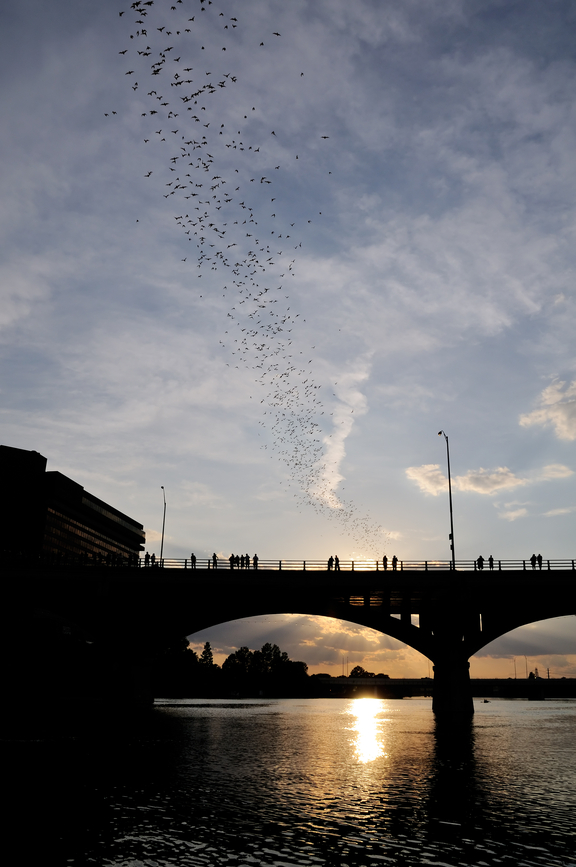 Bat Migration Near Congress Avenue Bridge in Austin, TX - Vagabond Summer